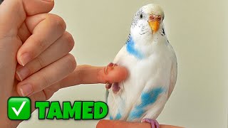 Download lagu Tamed My Scared Bird in 3 Days - Here's How (FAST GUIDE) mp3