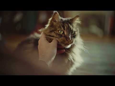 Kanda, Kodža i Nebojša - Što pre  [Official Music Video]