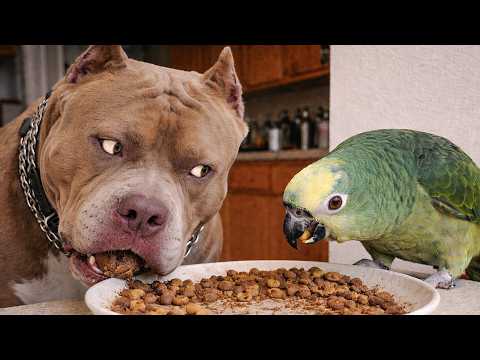 When Dogs & Talking Parrots Become Best Friends🦜🐕Funniest Parrots On The Internet 😂