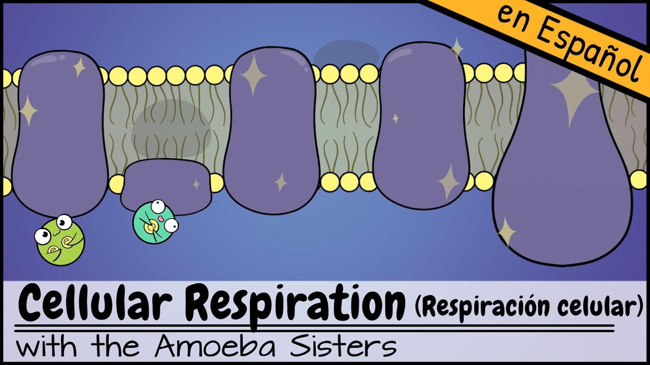 Respiración celular