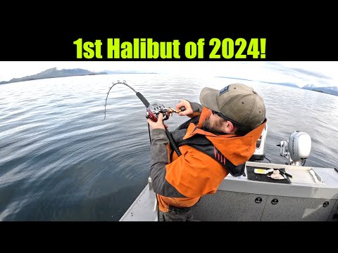 1st Halibut of 2024! Alaskan Halibut Fishing - Juneau, Alaska! April 2024 #alaska #halibut #bigfish