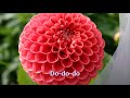 Power Flower   Stevie Wonder lyrics HD