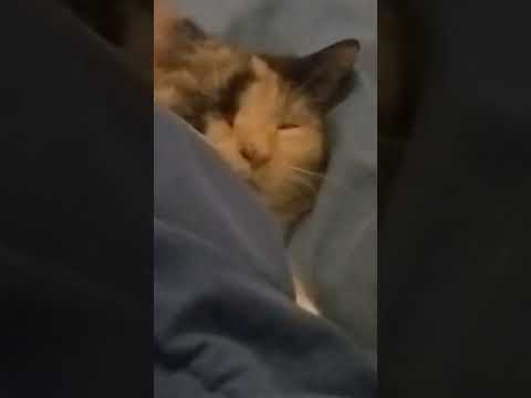 My cat sleeping on my pillow lol