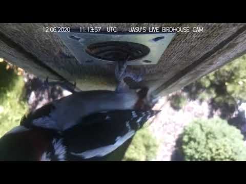 Tikka vierailulla (12.6.2020)