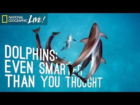 Dolphins: Even Smarter Than You Thought | Nat Geo Live