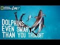 Dolphins Even Smarter Than You Thought Nat Geo Live