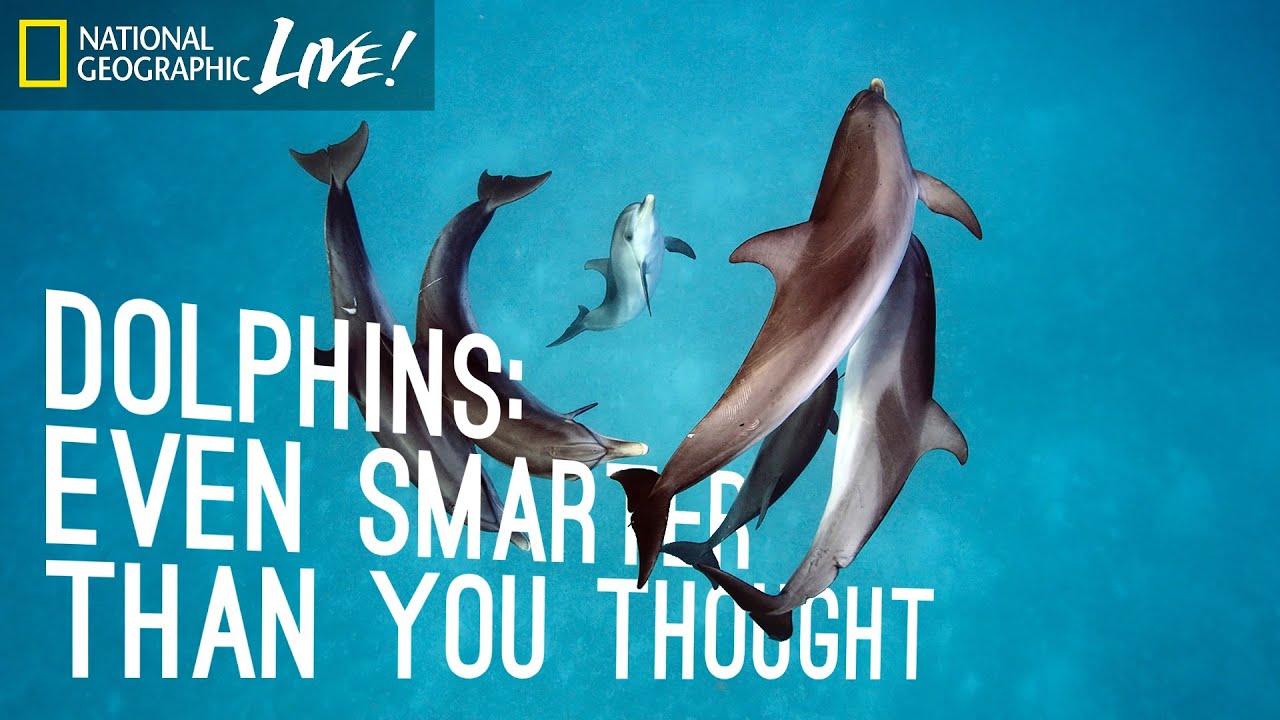 Dolphins: Even Smarter Than You Thought | Nat Geo Live