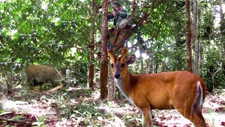 Download lagu WOOW‼️EPIK MOMEN DETIK DETIK KEDATANGAN KIJANG SAAT NYANGGONG HAMA BABI mp3