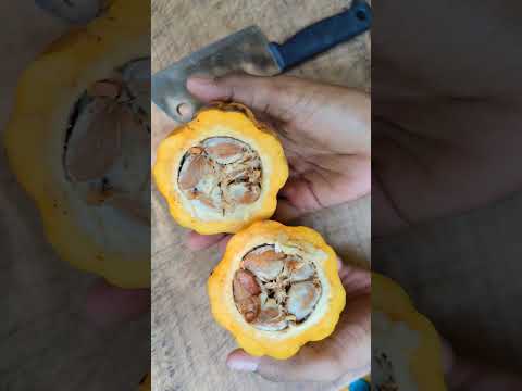 ගෙදරම හදාගමුද Cocoa powder recipe 🌹...