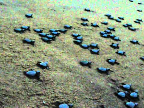 Sea turltes in releases visakhaptnam RK Beach , VSPCA
