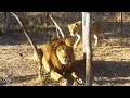 Sneaky Lioness Pounces On Lion