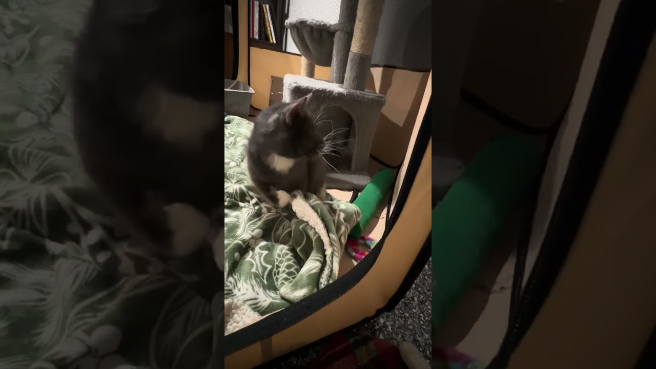 Enlarge Dakota, an adoptable Domestic Medium Hair in CANONSBURG, PA video 5/5