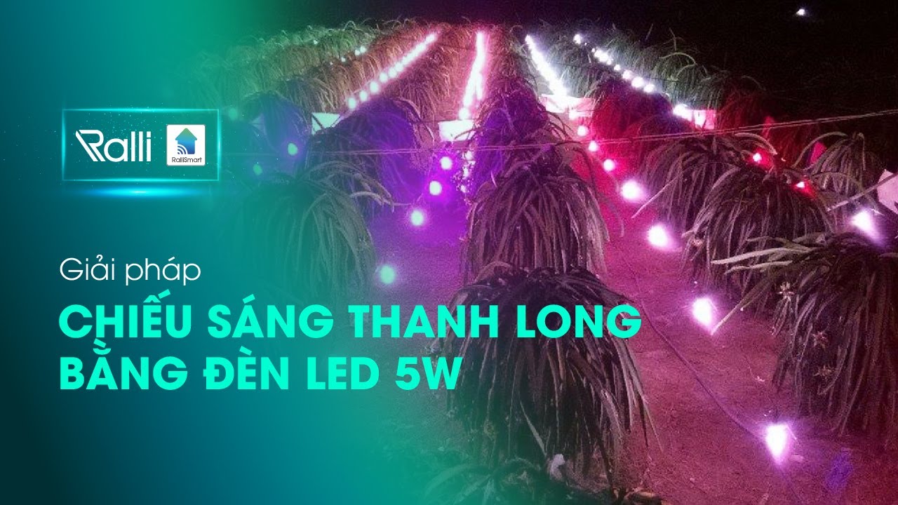 Giải pháp chiếu sáng thanh long bằng đèn LED 5W