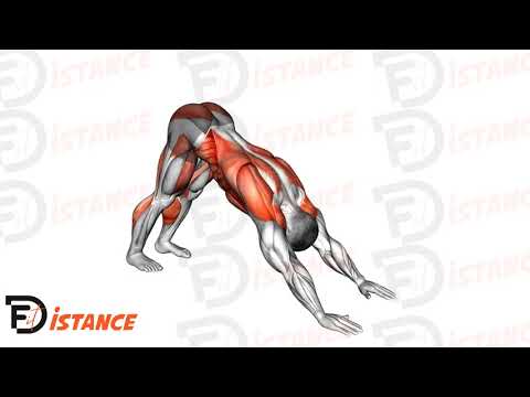 Exercice Posture du chien tête en bas