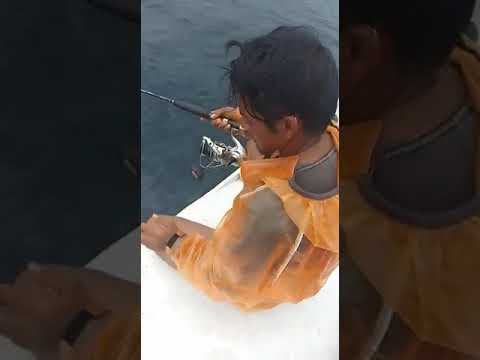 Mancing palopo papah kurex