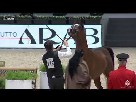 N 119 JAWAD RC   Paris 2019   Junior Colts Class 5A