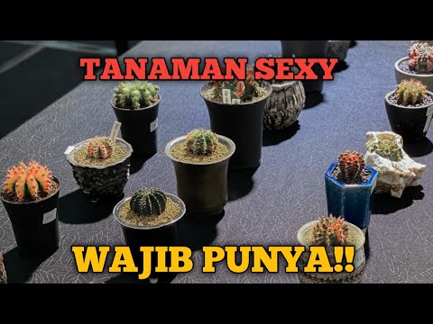 INDONESIAN CACTUS AND SUCCULENT FEST 2020