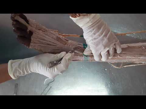 Anterior compartment of leg