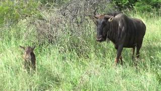 preview picture of video 'Brand New Baby Wildebeest is Confused'