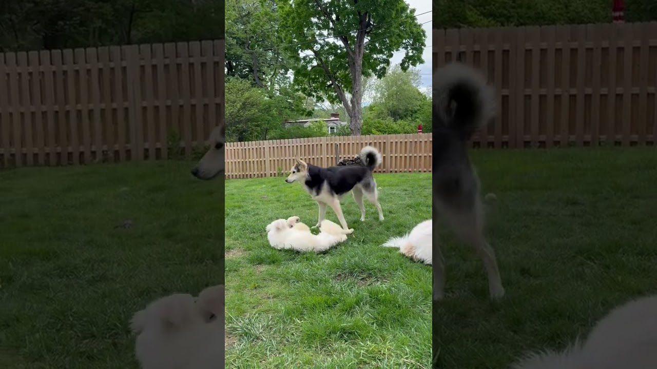 White Sand Beach, an adopted mixed breed in New York, NY video 6/6