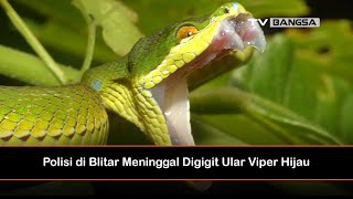 Polisi di Blitar Meninggal Digigit Ular Viper Hijau