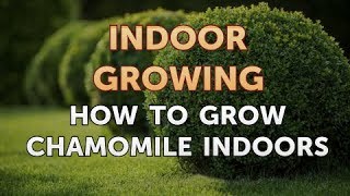 How to Grow Chamomile Indoors