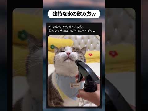 水の飲み方独特猫w
