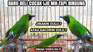 Download lagu TIPS FOR CAUAK IJO MH / OMBYOKAN CARE!! mp3