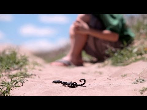 蝎の如く (The Sting of the Scorpion)