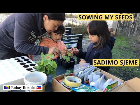 Sadimo Sjeme | I started to plant my seeds for indoor growing | Time na para sa pag tatanim