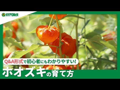 ホオズキの越冬はこうなる 植物