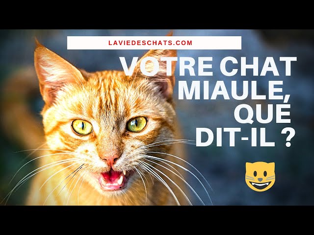 Video Pronunciation of Miaule in French