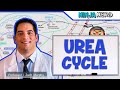 Metabolism Urea Cycle