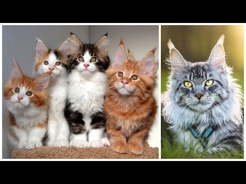15 Interesting Maine Coon Facts