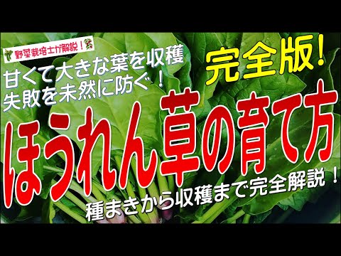 ほうれん草の種まき方法 土壌の水分を維持する 液体窒素を肥料にする