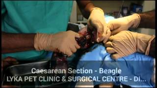 preview picture of video 'ELECTIVE CAESAREAN SECTION - BEAGLE done @ LYKA PET CLINIC & SURGICAL CENTRE - DINDIGUL'