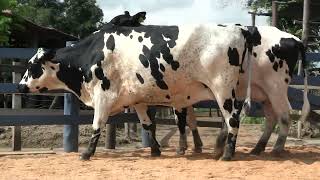 Vídeo 136 - 1ª ETAPA MEGA LIQUIDAÇÃO TOTAL AGROPECUÁRIA MARAJOARA - DIA 4 | GADO GIROLANDO E HOLANDÊS