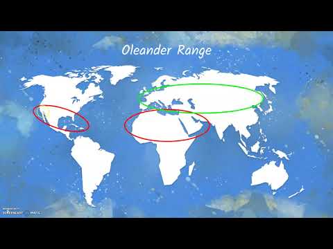 Oleander and the Polka-dot Wasp Moth