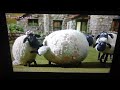 Shaun The Sheep Buzz Off Bees