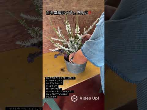 園芸 ベルレヴァリア・ピクナンタ