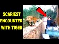 Closest Encounter With TIGER By Tourists At Ranthambore Forest India Tigers Attack Tourists Safari
