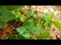 Dealing With Aphids Without Poison