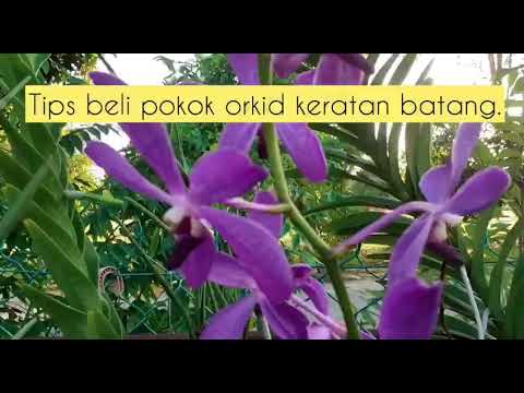 , title : 'Tips membeli keratan pokok orkid.#Mokara #Aranda #Papilionanda'
