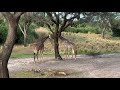 Disney Worlds Animal Kingdom Safari