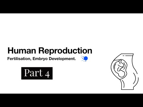 Human Reproduction- Part 4-Fertilisation and Embryo Development-LeavingCert Biology