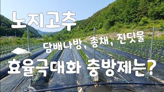 노지고추 담배나방 비상!!  살충제 헛방치지 않기.  담배나방 페로몬 트랩, 끈끈이 평판트랩, 막걸리 트랩 …