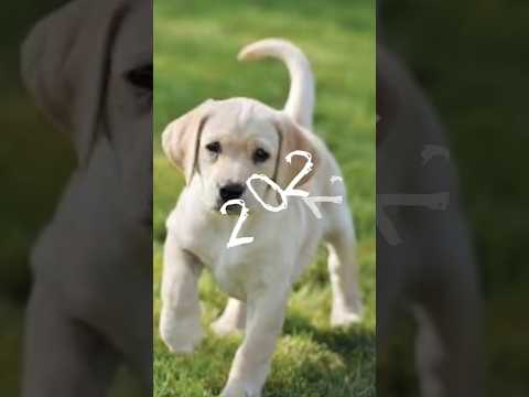 @Brijesh.10  dog ki khatranak cast watch full video #phonk