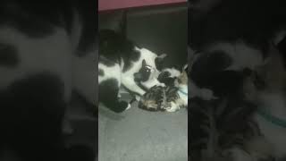 Download lagu cat wans to make love @Agusfauzileo #shorts mp3 Download lagu cat wans to make love @Agusfauzileo #shorts mp3
