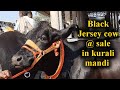 पशु मंडी कुराली 20.11.2022(भाग-3) Black Jersey Cow at sale in kurali pashu mandi. jbs vi