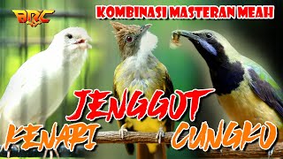 Download lagu KOMBINASI MASTERAN JENGGOT - CUNGKO - KENARI | BERJEDA DAN GAMPANG DITIRU BURUNG KICAU mp3